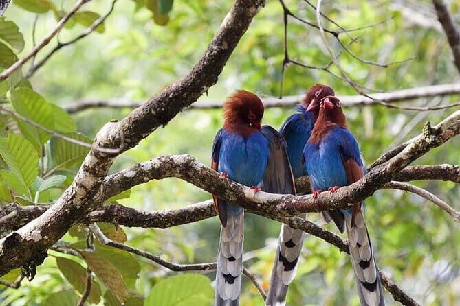 Exclusive Rainforest Tour Capped with a Refreshing Waterfall Dip - Exploring the Itinerary in Detail