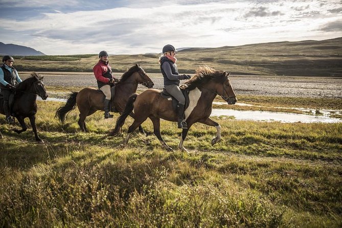 Exclusive Riding Program for Advanced Horse Riders - Give Me 5! - 2 to 3 Hours - Reviews and Ratings