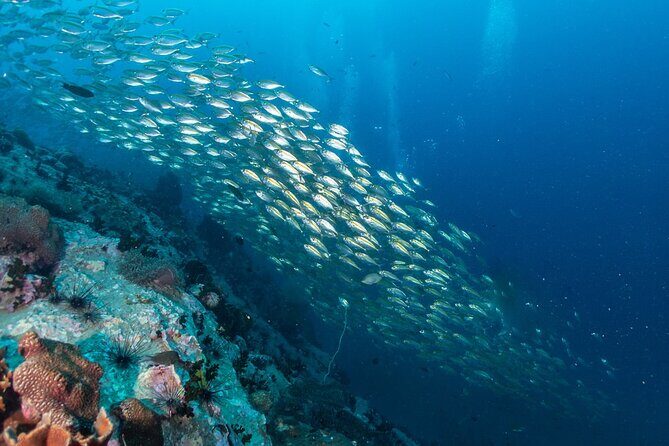 Exclusive Similan Island by Speed Boat - Authentic Experiences & Reviewer Insights