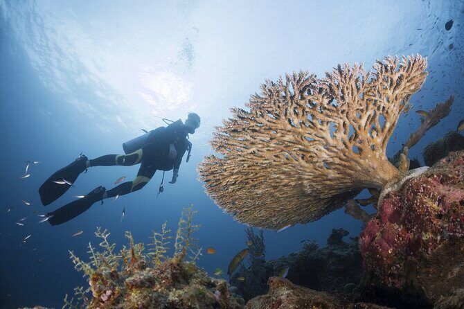 Exclusive Similan Island by Speed Boat - Who Is This Tour Best For?