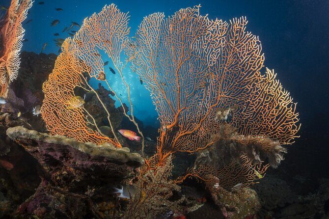 Exclusive Similan Island by Speed Boat - The Sum Up