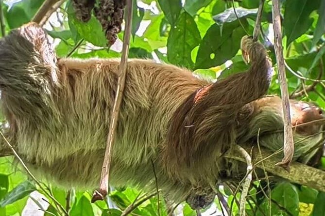 Exclusive Sloth Watching Adventure in La Fortuna - Booking Information