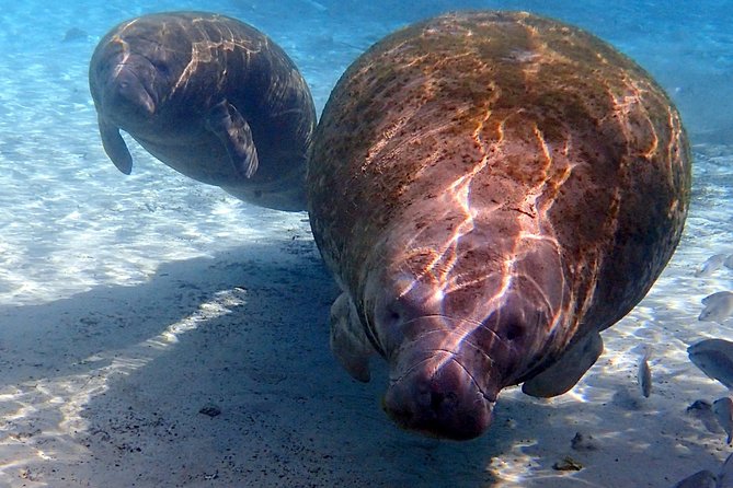 Exclusive Small Group VIP Heated Manatee Snorkel Tour - Transportation and The Sum Up