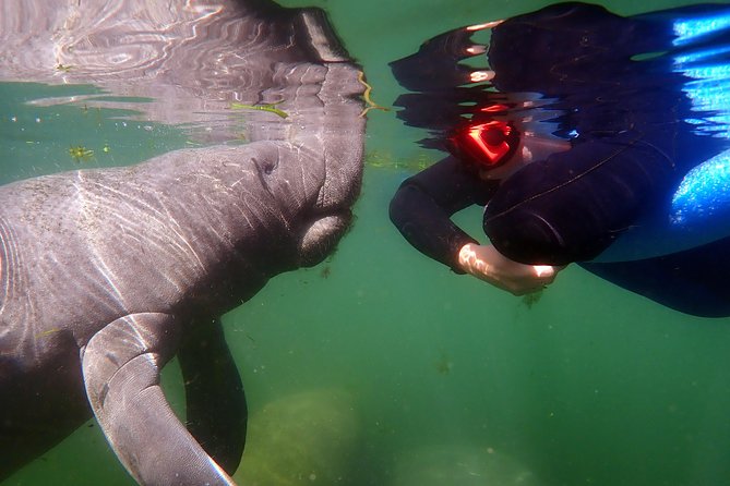 Exclusive Small Group VIP Heated Manatee Snorkel Tour - Family-friendly Experiences