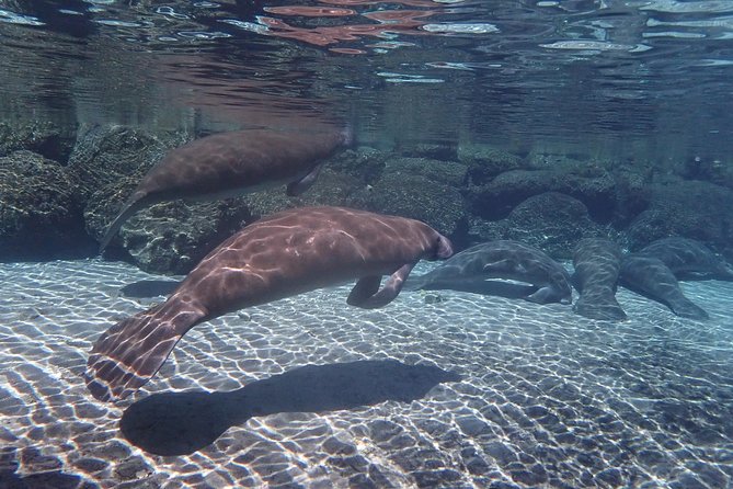 Exclusive Small Group VIP Heated Manatee Snorkel Tour - Common Questions