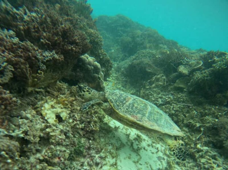 Exclusive Snorkeling trip Gili Terawangan Meno and Air - Final Thoughts