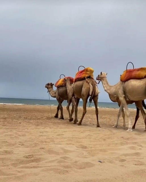 Exclusive Tangier Day Tour From Tarifa to Tanger With Tea - Customer Feedback
