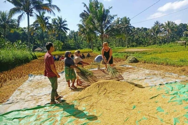 Exclusive Tetebatu: Waterfall, Rice Fields, Monkey & Weaving - Transportation, Guides, and Practicalities