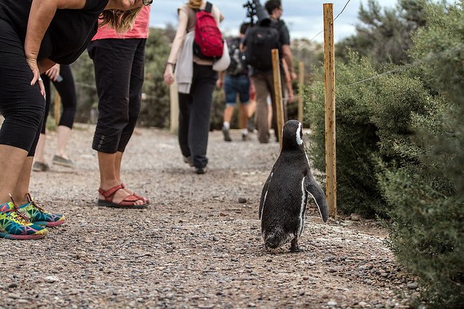Exclusive Tour of Punta Tombo Penguin Reserve - Tour Overview