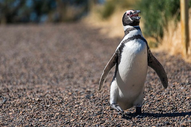 Exclusive Tour of Punta Tombo Penguin Reserve - Reservation and Confirmation Process