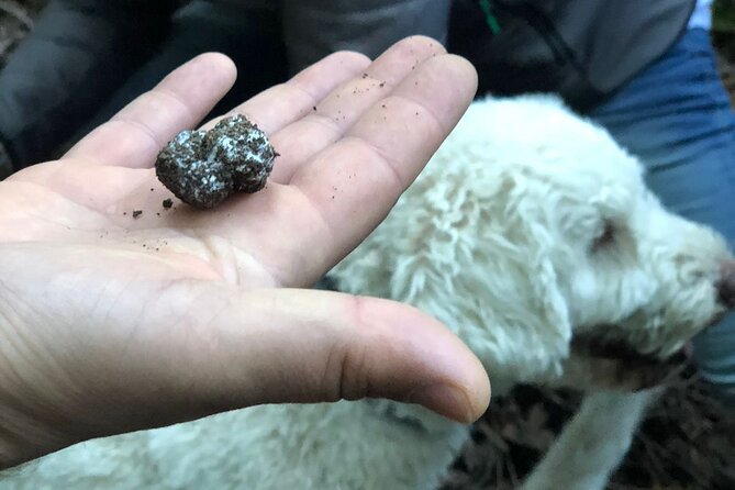 Exclusive Truffle Hunting With Lunch & Wine Tasting From Florence - Tour Information