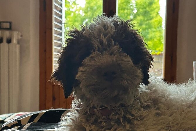 Exclusive Truffle Hunting With Lunch & Wine Tasting From Florence - Pricing and Booking