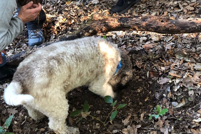Exclusive Truffle Hunting With Lunch & Wine Tasting From Florence - Frequently Asked Questions