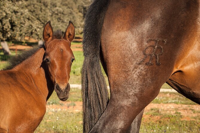 Exclusive Visit With the 5 Senses - The Sum Up