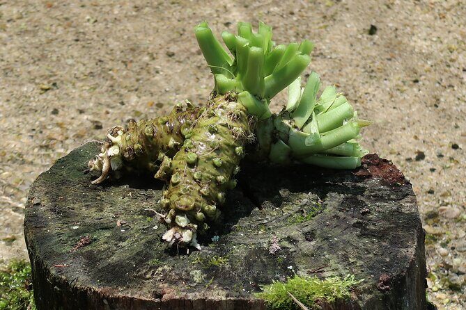 Exclusive Wasabi Harvesting, Soba Lunch and Matsumoto Castle Tour - Exclusive Wasabi Harvesting, Soba Lunch and Matsumoto Castle Tour – A Deep Dive into Japan’s Flavors, Nature, and History