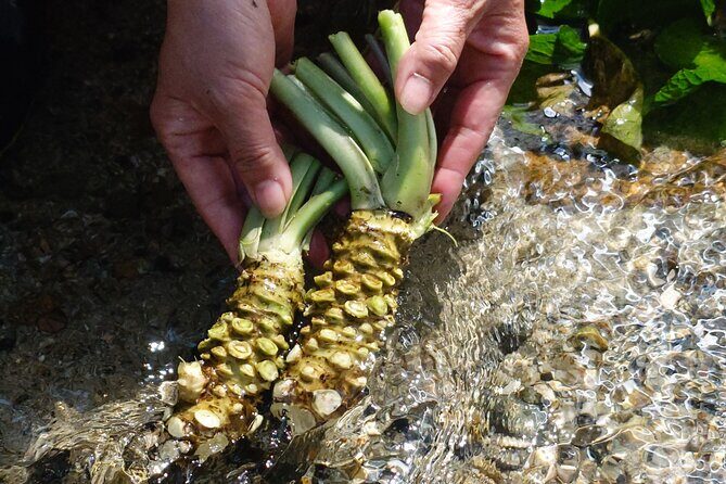 Exclusive Wasabi Harvesting, Soba Lunch and Matsumoto Castle Tour - Good To Know