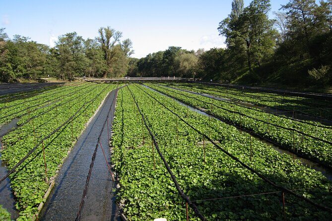 Exclusive Wasabi Harvesting, Soba Lunch and Matsumoto Castle Tour - Why This Tour Could Be a Great Choice