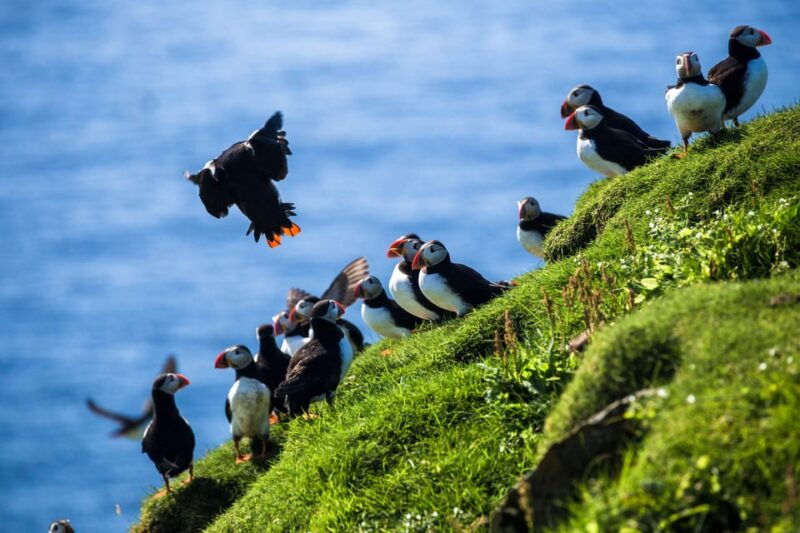 Exclusive Westman Islands Adventure - A Private Day Tour - Deep Dive into the Itinerary: What You Can Expect