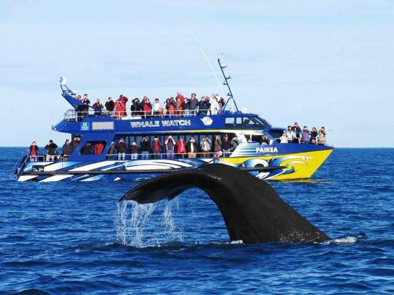 Exclusive: Whale and Dolphin Watching Tour with Transfers - Good To Know
