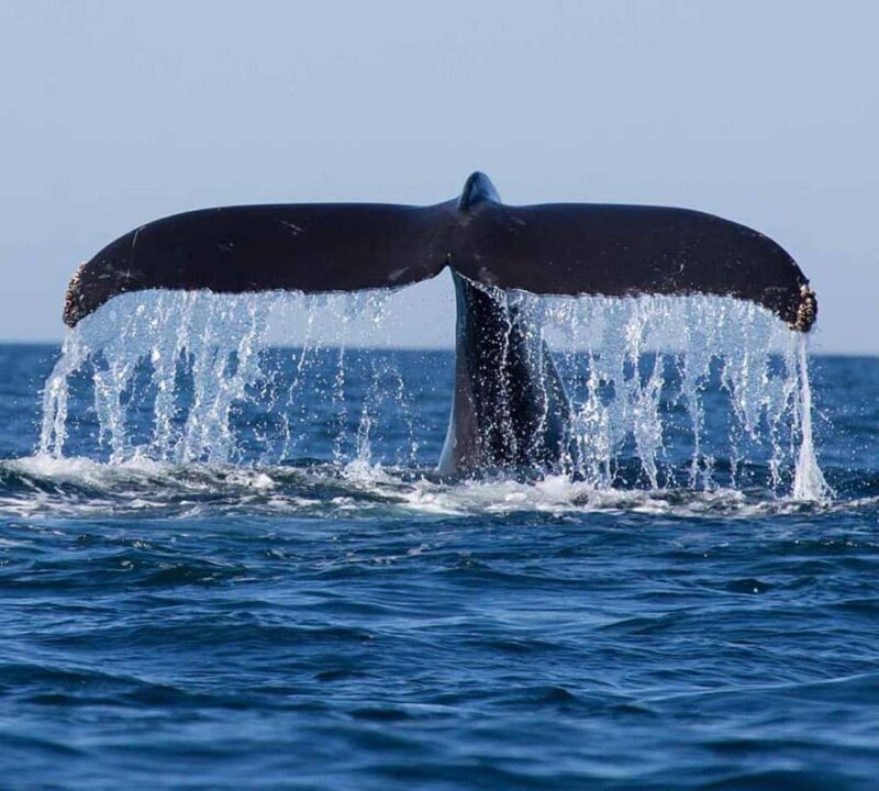 Exclusive: Whale and Dolphin Watching Tour with Transfers - Comfort, Safety, and Practical Details