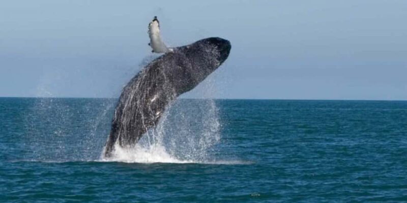 Exclusive: Whale and Dolphin Watching Tour with Transfers - Good To Know