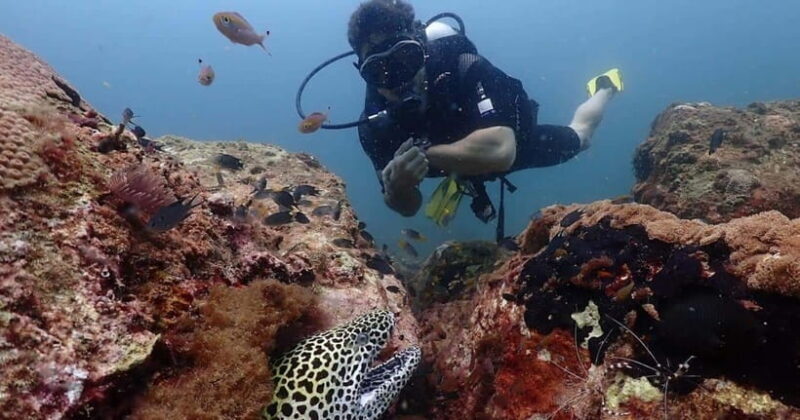 Exclusive Whale & Dolphin Tours in Sri Lanka: Trincomalee - Overview of the Experience