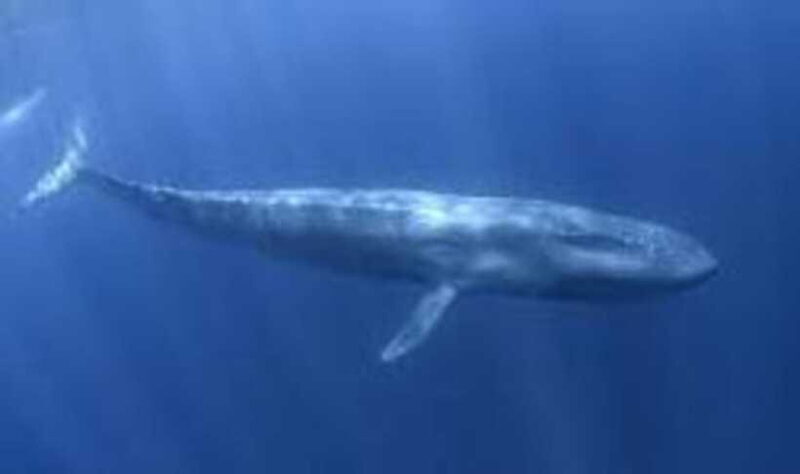 Exclusive Whale & Dolphin Tours in Sri Lanka: Trincomalee - What to Expect at Each Stage