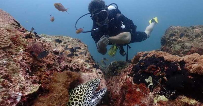 Exclusive Whale & Dolphin Tours in Sri Lanka: Trincomalee - Final Thoughts: Is This Tour Worth It?