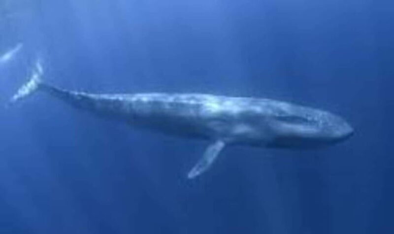 Exclusive Whale & Dolphin Tours in Sri Lanka: Trincomalee - Good To Know