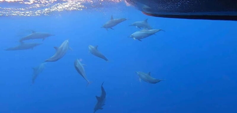 Exclusive Whale & Dolphin Tours in Sri Lanka: Trincomalee - Diving and Snorkeling Options