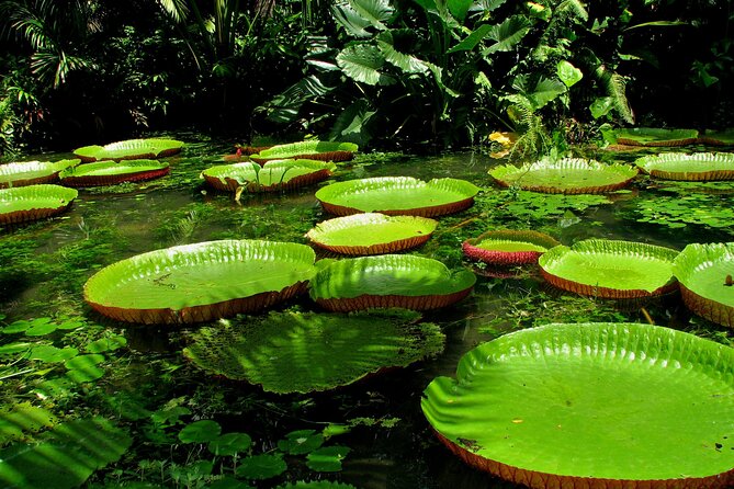 Exclusive Wild Amazon Adventure Awaits - Tour Overview