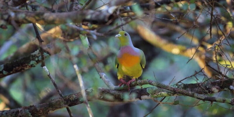 Exclusive : Wildlife Full Day Adventure in Wilpattu - Who Should Consider This Tour?