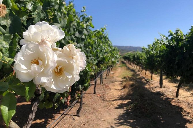 Exclusive Wine Tour Casablanca - Pricing and Booking Details