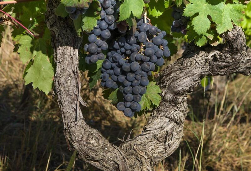 Exclusive Wine Tour: Sardinian Winery + Round-Trip Transfer - Good To Know