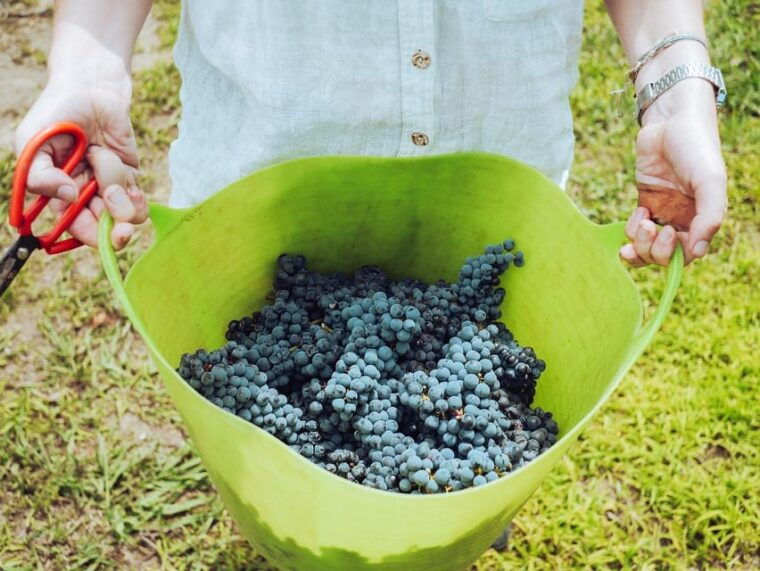 Exclusive Wine Tour: Sardinian Winery + Round-Trip Transfer - Important Information