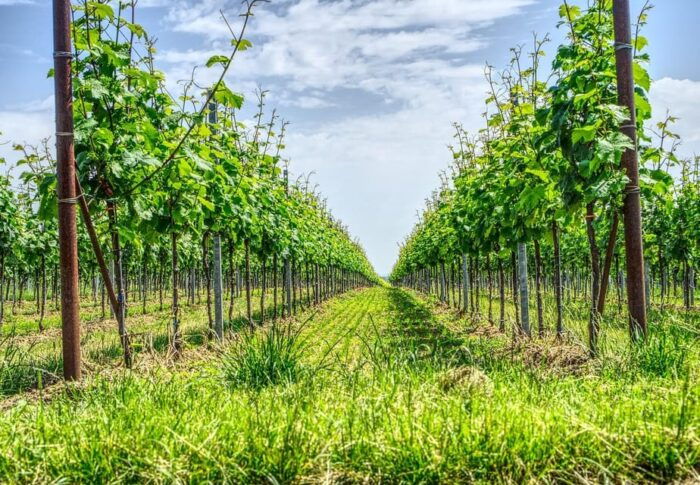 Exclusive Wine Tour: Sardinian Winery + Round-Trip Transfer - Customer Feedback