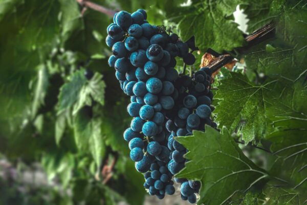 Exclusive Winery Tour and Wine Tasting in Siena - The Sum Up