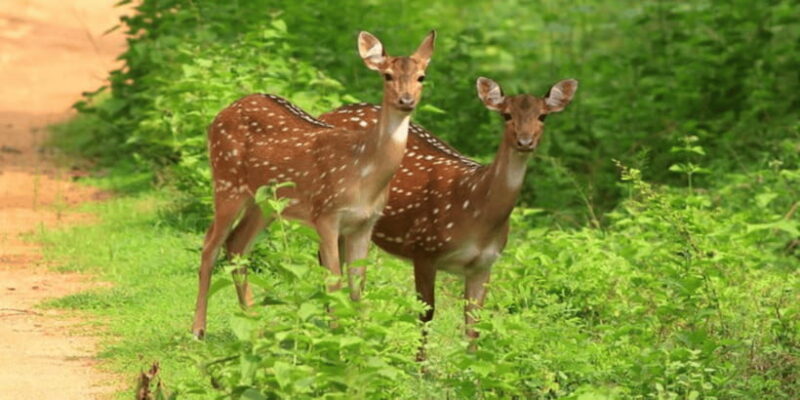 Exclusive : Yala National Park Afternoon Expedition - Itinerary Breakdown