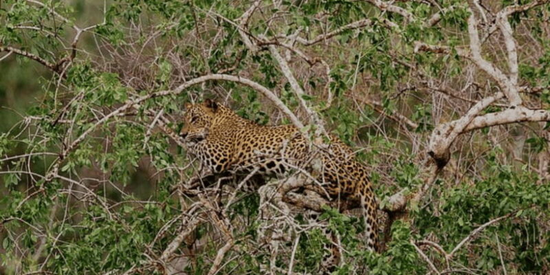 Exclusive : Yala National Park Afternoon Expedition - Final Thoughts