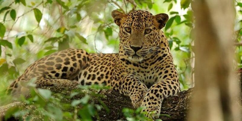 Exclusive : Yala National Park Afternoon Expedition - FAQ