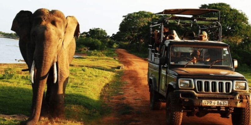 Exclusive : Yala National Park Afternoon Expedition - Good To Know