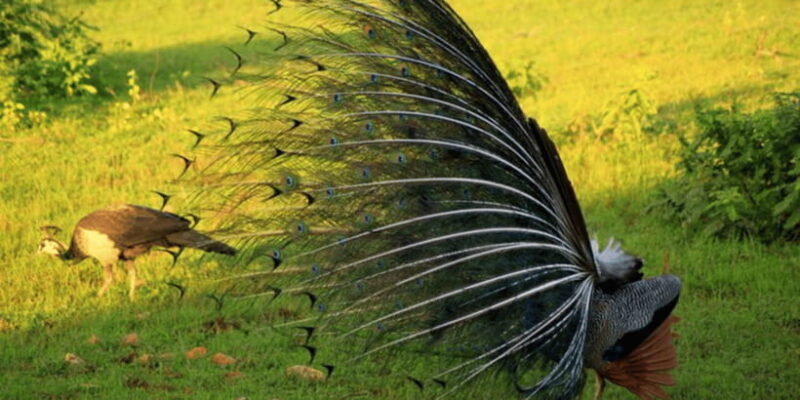 Exclusive : Yala National Park Afternoon Expedition - Introduction: What Makes this Safari Stand Out?