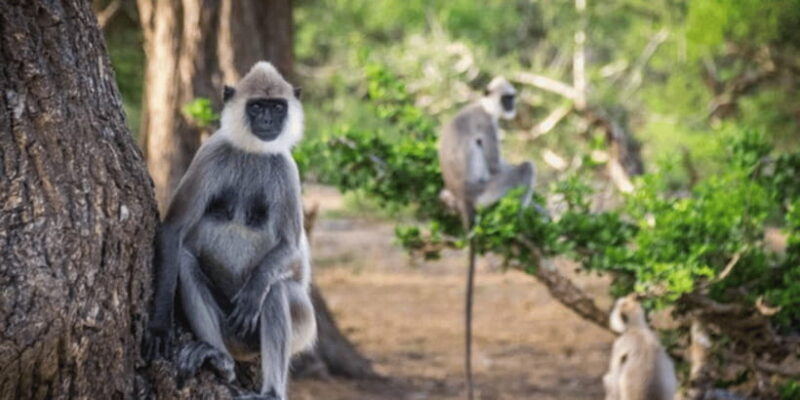 Exclusive : Yala National Park Afternoon Expedition - The Experience from Reviews