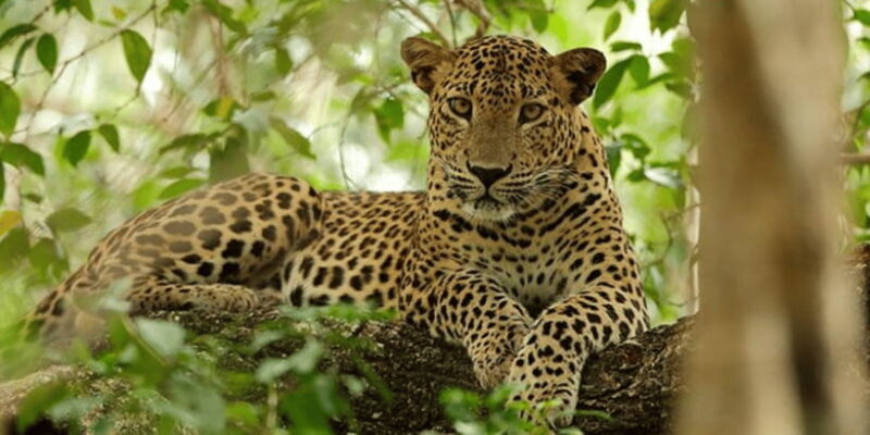 Exclusive : Yala National Park Afternoon Expedition - Transportation & Group Size