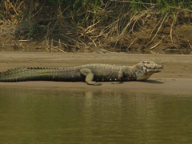 Excursion 2 Days/1 Nights in the Jungle: Tambopata - Trip Details