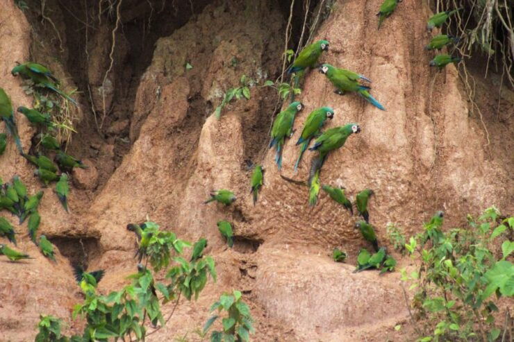 Excursion 3 Days/2 Nights in the Jungle - Activity Details