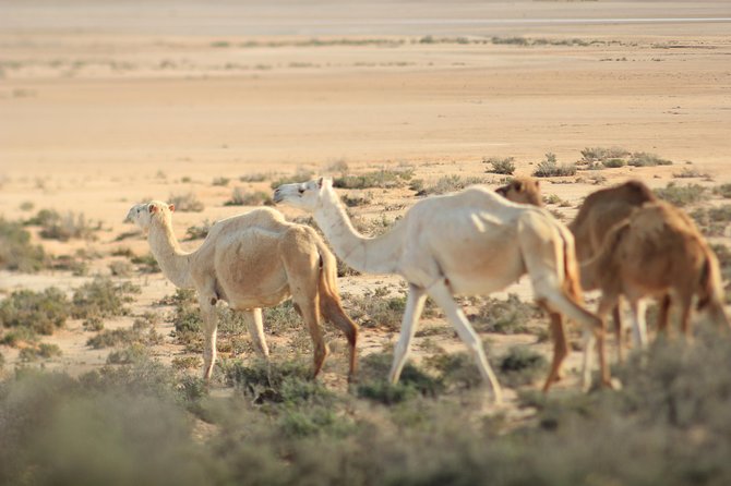 Excursion Djerba -MATMATA-KSAR GHILANE Tiniri Camp, Timbaïne - Common Questions