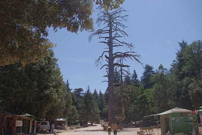 Excursion From Fez to Midle Atlas - Overview and Inclusions