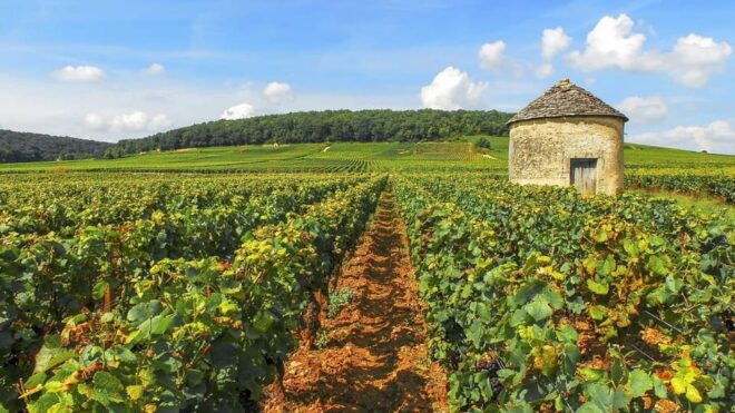 Excursion From PARIS to BEAUNE : the Vineyards of Burgundy - Cultural Significance
