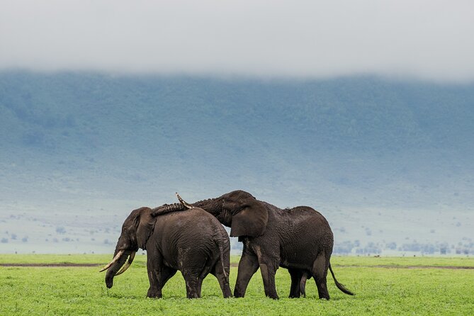 Excursion in Tarangire National Park Day Trip - Lowest Price Guarantee and Cancellation Policy